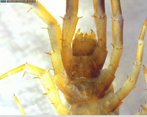 Réf. 242 985 : Lithobius melanops